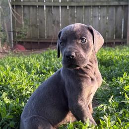 Violet - Blue Tanpoint - Blue female Great Dane puppy in Morton, Illinois from That Gurl K9s