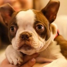 Boston Terriers from Cedar Oaks Boston Terriers