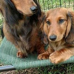 Dachshunds from Sand Dollar Dachshunds