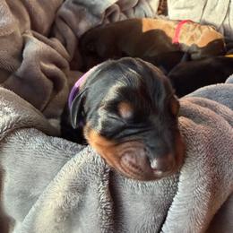 Jasmine - Black and rust female Doberman Pinscher puppy in Lynn, Michigan from Creekside Dobermans