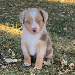 Reef - Red merle male Miniature Australian Shepherd puppy in California, Kentucky from Sonlight Ridge Aussies