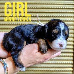 Minnetonka - Tri-color female Bernedoodle puppy in Cambridge, Minnesota from Country Meadow Doodles