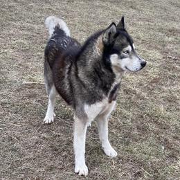 Griz - Siberian Husky