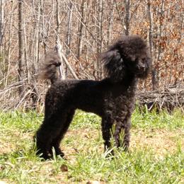 Lyric - Poodle