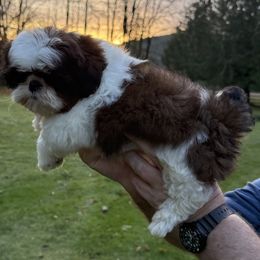 DUKE - Red and white male Shih Tzu puppy in Kamilche, Washington from Serendipity Shih tzu