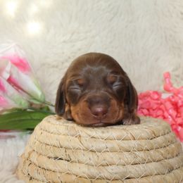 Darla - Chocolate and tan Dachshund puppy in Windsor, Colorado from Murry’s minis