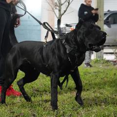 Raven - Perro de Presa Canario