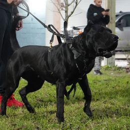 Raven - Perro de Presa Canario