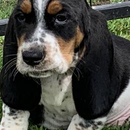 Basset Hounds and Beagles from Bachman’s Kennel