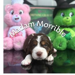 Madam Morrible - Liver white and tan female English Springer Spaniel puppy in Plainwell, Michigan from Homegrown Springers