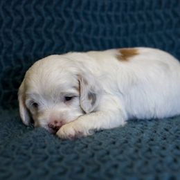 Bernedoodle and Cavapoo Puppies from Little Diamond Doodles
