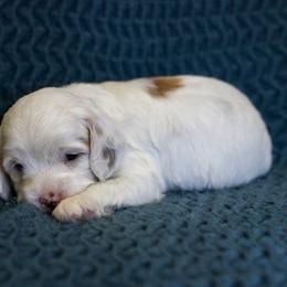 Bernedoodle and Cavapoo Puppies from Little Diamond Doodles