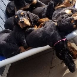 Gordon Setter Puppies from Bravo Gordon Setters