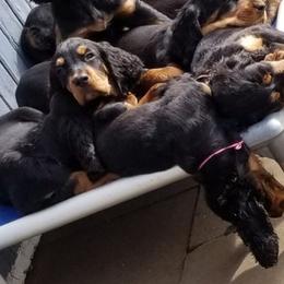 Gordon Setter Puppies from Bravo Gordon Setters