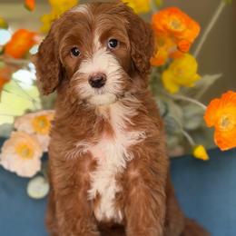 Malibu - Red  female Goldendoodle puppy in Yuciapa, California from AlltheDoodlez_