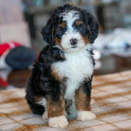 Alexander - Tri-color male Bernedoodle puppy in Dundee, Ohio from Down Home Doodle