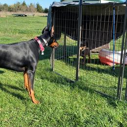 Doberman Pinscher Puppies from Jensen Dobermans