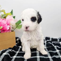 Frodo - Black and white male Bernedoodle puppy in Granton, Wisconsin from Rose River Farms