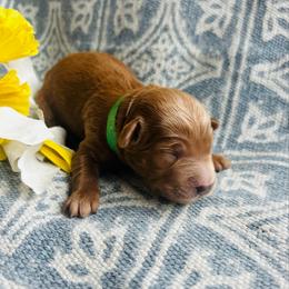 Green Boy - Red  male Goldendoodle puppy in Denison, Iowa from Violet View Iowa Goldendoodles