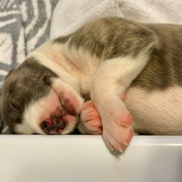 Charleston - Blue brindle Whippet puppy in Katy, Texas from Texas Diamond Whippets