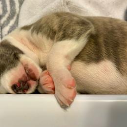 Charleston - Blue brindle Whippet puppy in Katy, Texas from Texas Diamond Whippets