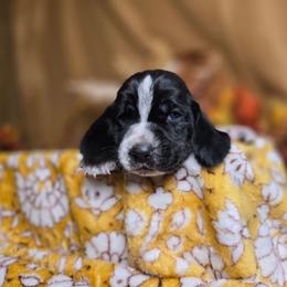 Drogon - Black and white male Basset Hound puppy in Valley, Washington from Enchanted Valley Paws
