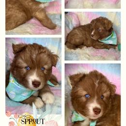 Sprout - Red and white male Siberian Husky puppy in Florence, Kentucky from Moonlight Howl Huskies