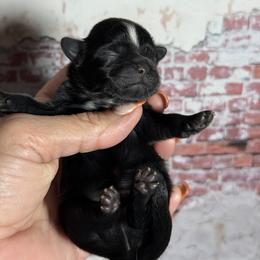Pablo - Black male Shih Tzu puppy in Ocala, Florida from Mimi's Shih-tzus of Ocala