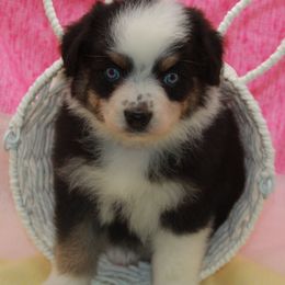 Australian Shepherd, Goldendoodle, and Poodle Puppies from 5AFarms