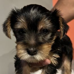 Yorkshire Terriers from Little Champions