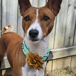 China - Basenji
