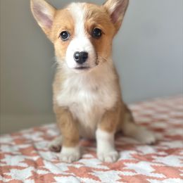 Astrid - Red Pembroke Welsh Corgi puppy in Chubbuck, Idaho from Sunny J Corgis and Mini Americans