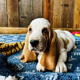 BB5 - Red and white male Basset Hound puppy in Britton, South Dakota from K&S Canines