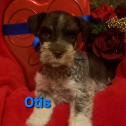Miniature Schnauzer Puppies from Mountain View Schnauzers