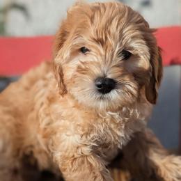 Neville - Apricot male Goldendoodle puppy in Tucson, Arizona from Ever After Doodles Arizona