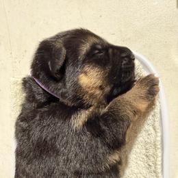 2nd Pick Female - Black and red female German Shepherd puppy in Blackfoot, Idaho from Sand Hill Shepherds & Setters