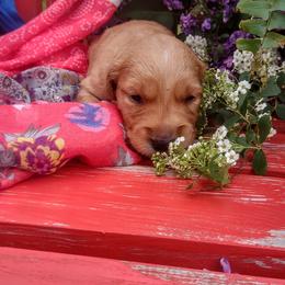 Girl 3 - Golden Retriever puppy in Grand Meadow, Minnesota from Root River Retrievers