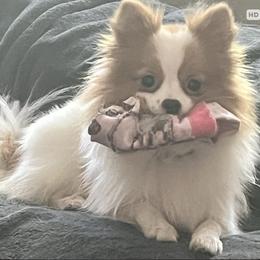 Charlie girl - Orange parti female Pomeranian puppy in Maplefalls, Washington from Snow peak poms