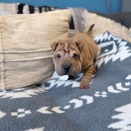 Jagger - Brown sable male Chinese Shar-Pei puppy in Lehigh Acres, Florida from Florida Wrinkles