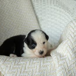 Puppy 1 Burgundy - Black tri-color female Australian Shepherd puppy in Avoca, Iowa from Danker Farms