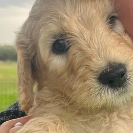 Bernedoodles from Wellsville Bernedoodles