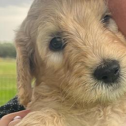Bernedoodles from Wellsville Bernedoodles