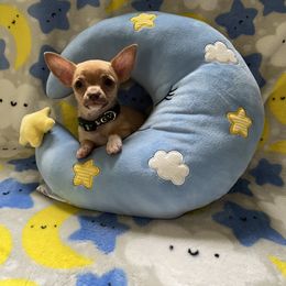 Chihuahua Puppies from CMW Interstellar Kennel