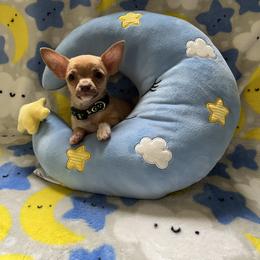Chihuahua Puppies from CMW Interstellar Kennel