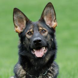 Finch - German Shepherd