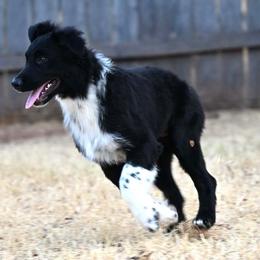 Holmes - Black tri-color male Australian Shepherd puppy in Wichita Falls, Texas from Spotted Mule Aussies