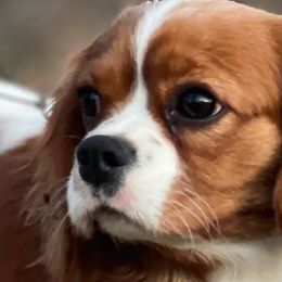 Cavalier King Charles Spaniels and Cavapoos from Adore Puppies