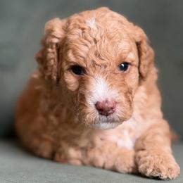 Disney - Red female Aussiedoodle puppy in Jackson, Tennessee from Dinah Doodles and Aussies