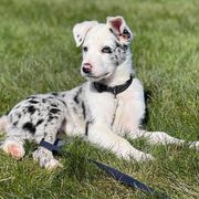 Australian Koolies from KittyHawkKoolies
