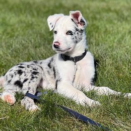 Australian Koolies from KittyHawkKoolies